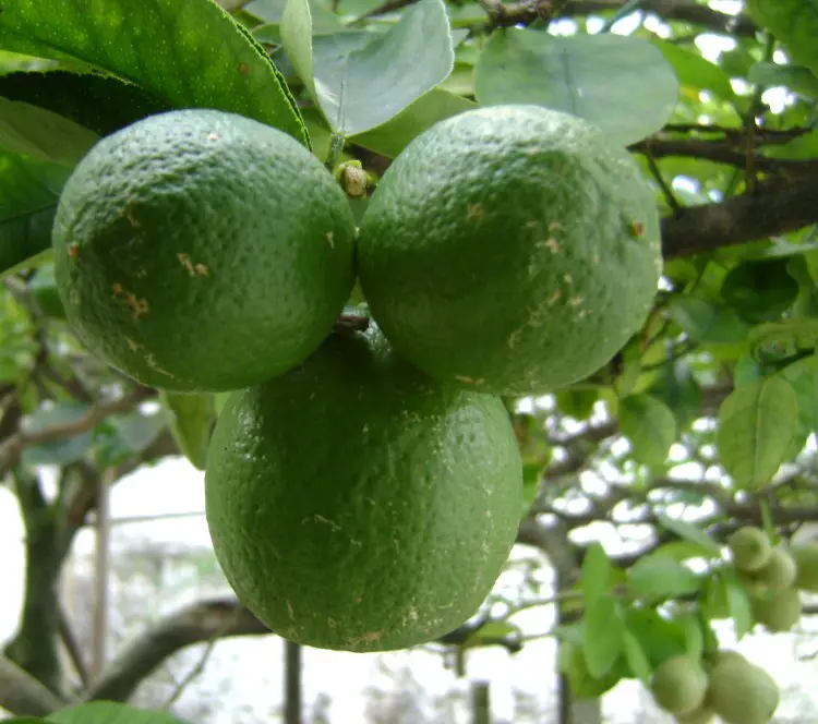 Citrus aurantifolia nombre científico del limón