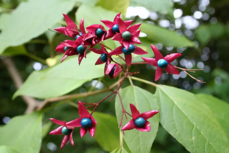 Clerodendrum trichotomum, Árbol del destino, clerodendrum, clerodendro