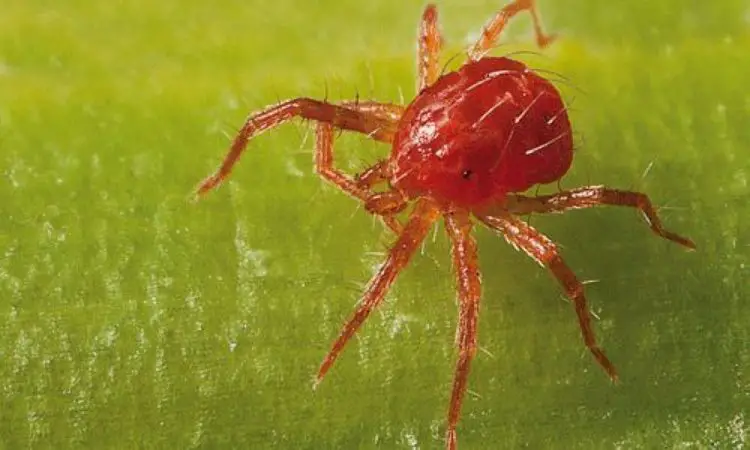 Arañita roja vista al microscopio-
