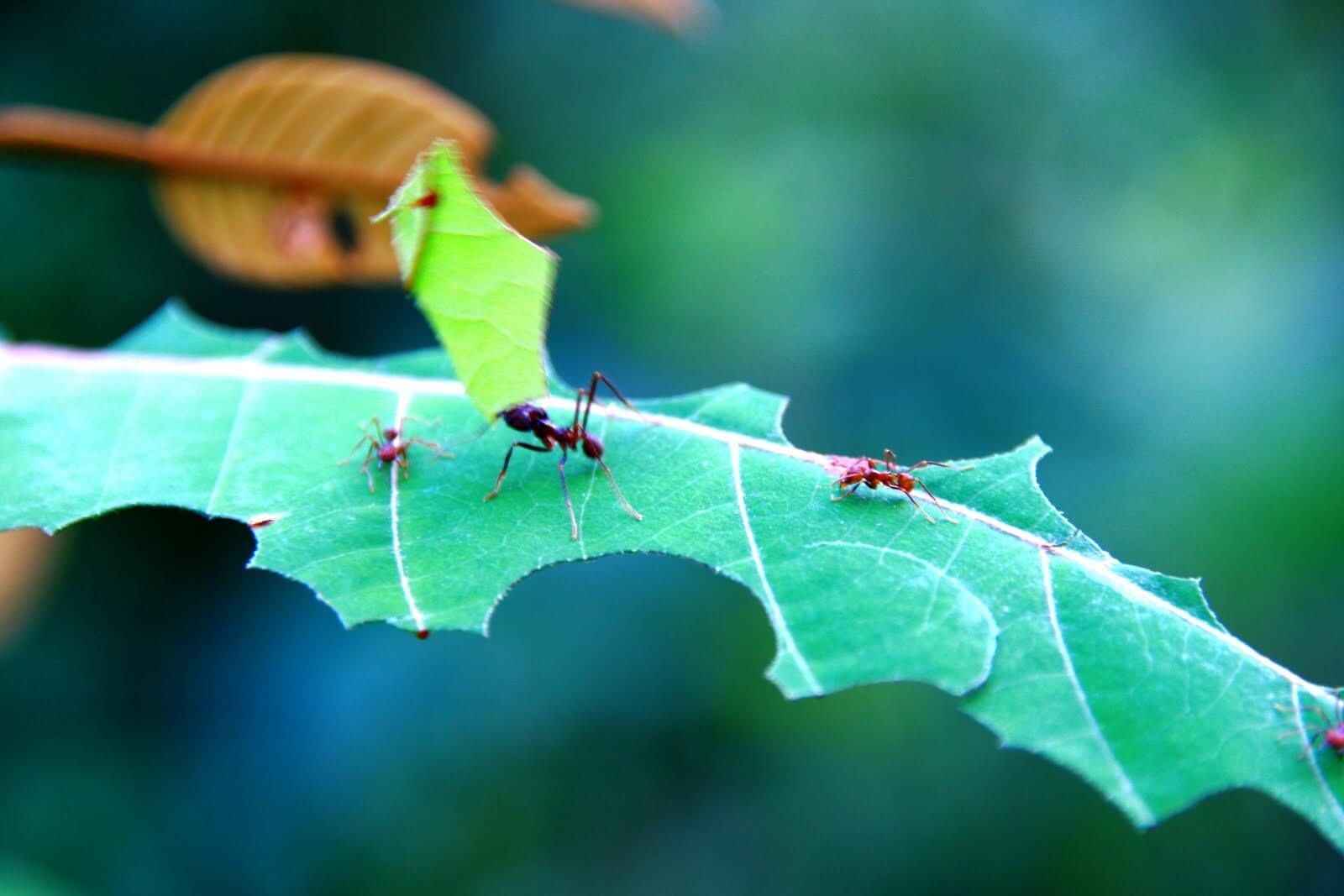 Plagas que afectan a las plantas ornamentales