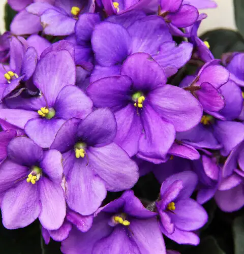 La violeta africana y otras plantas relacionadas