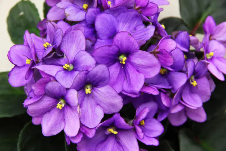 Cuidados de la Violeta Africana y otras plantas relacionadas