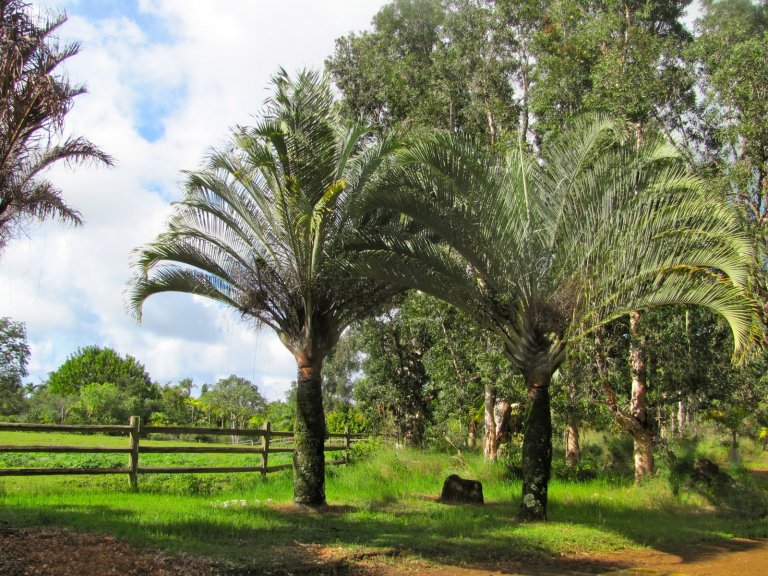 Planta Triangular Dypsis decaryi Palma triangular, palmera de tronco triangular
