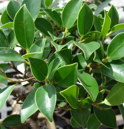 Ficus macrocarpa