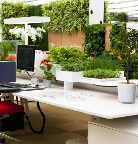 Plantas decorativas de interior para oficinas