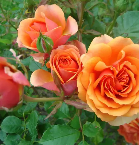 Cultivo de rosas en jardín y macetas