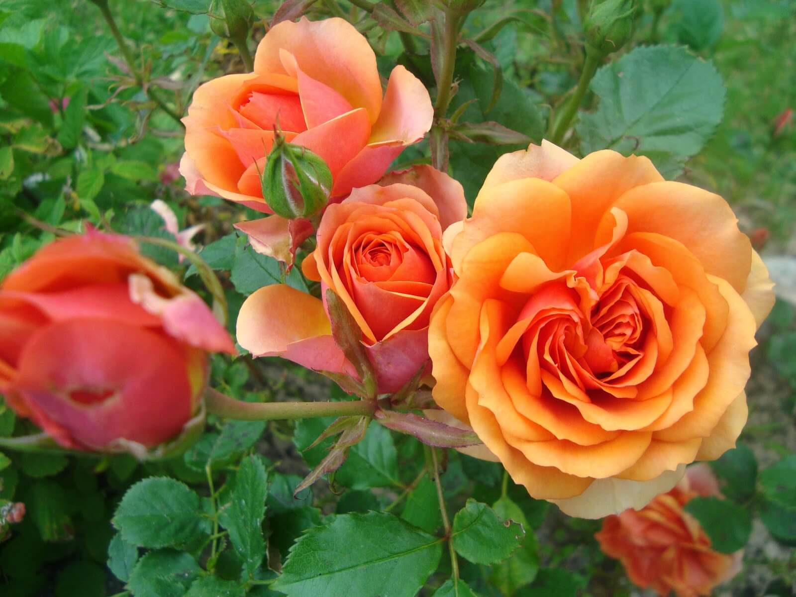 Cultivo de rosas en jardín y macetas 【Paso a paso】