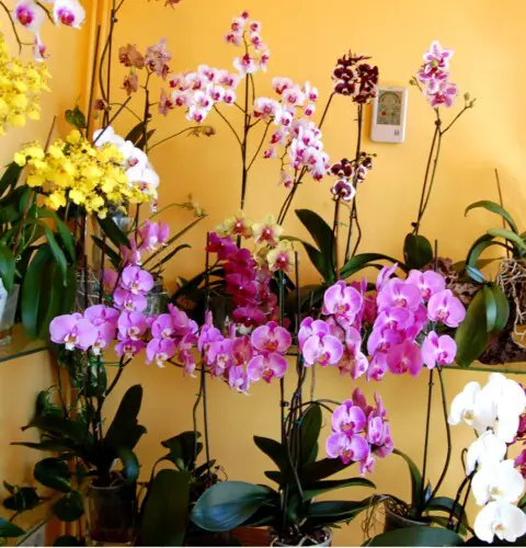 Cómo cultivar orquídeas en casa