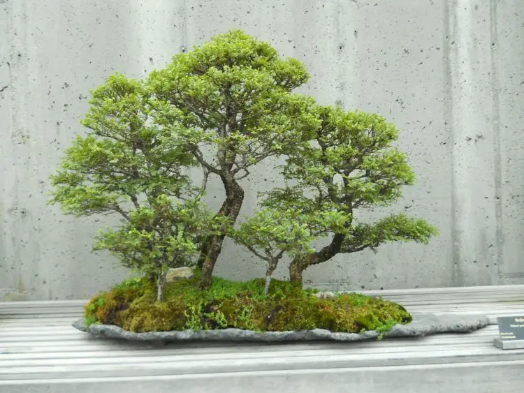 Los mejores árboles para hacer bonsái