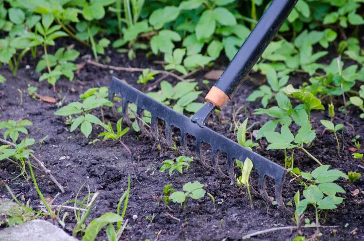 Aprende cómo mejorar el suelo de tu huerto o jardín