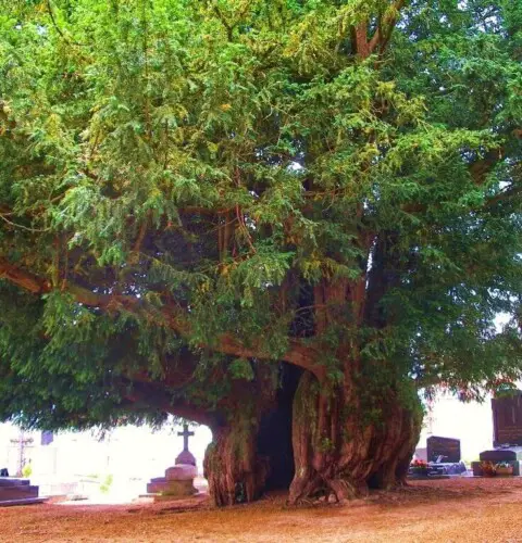 Los árboles más viejos del planeta