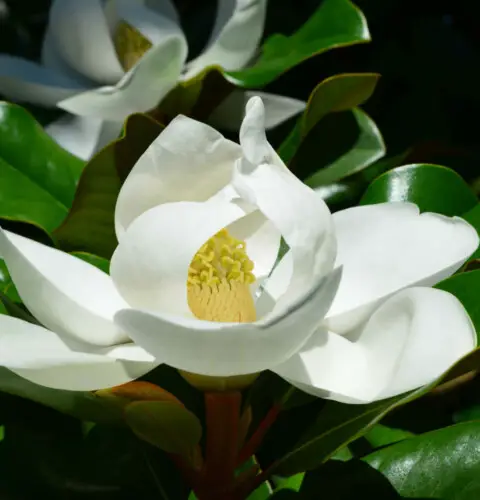 Magnolia grandiora