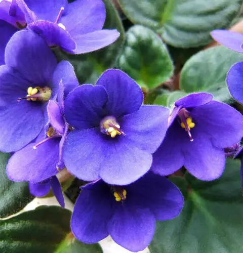 ¿Por qué no florecen las violetas africanas?