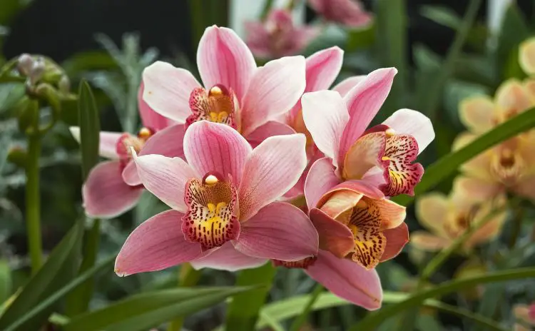 El cymbidium fue la primera orquídea vendida como planta de interior