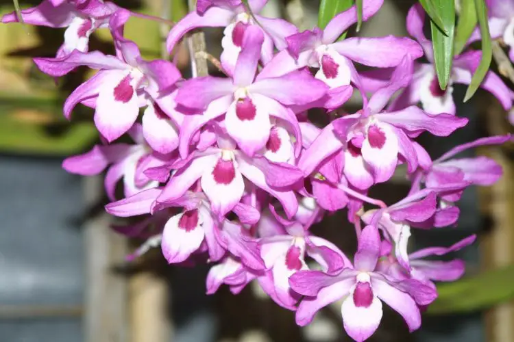 Dendrobium flor