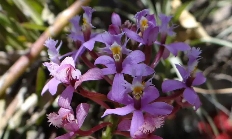 Ambiente de las orquídeas