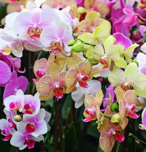 Cómo cuidar orquídeas en casa