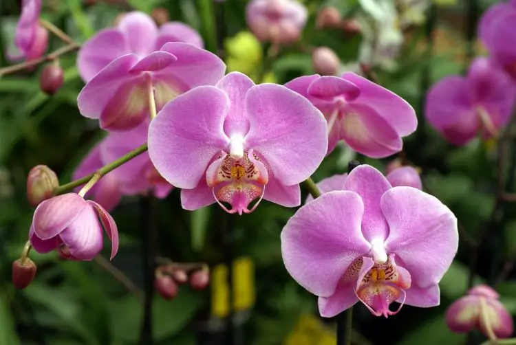 Riego de las orquídeas