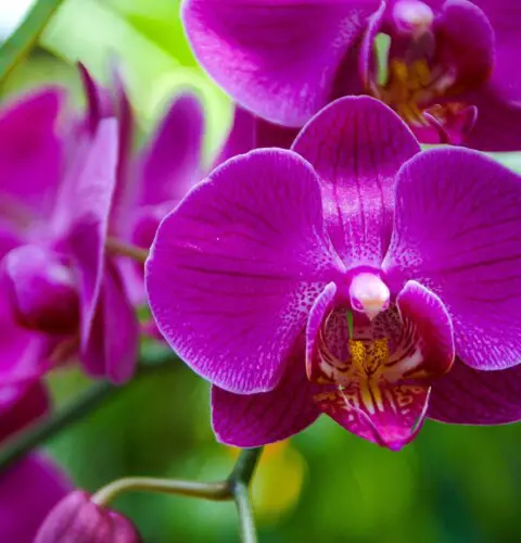 Tipos de orquídeas para cultivar en casa
