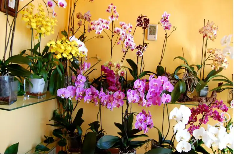 Ubicación de las orquídeas