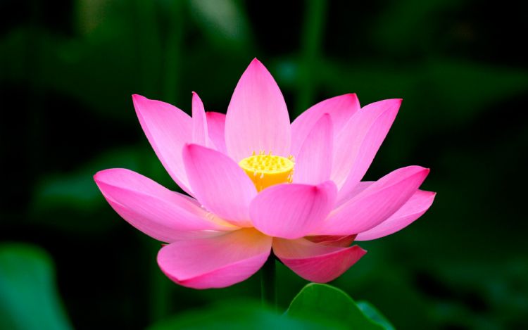 Flor de loto bouquet