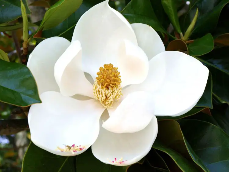 Magnolia flor para regalar