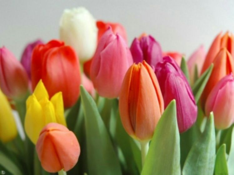 Tulipanes ramos de flores regalar