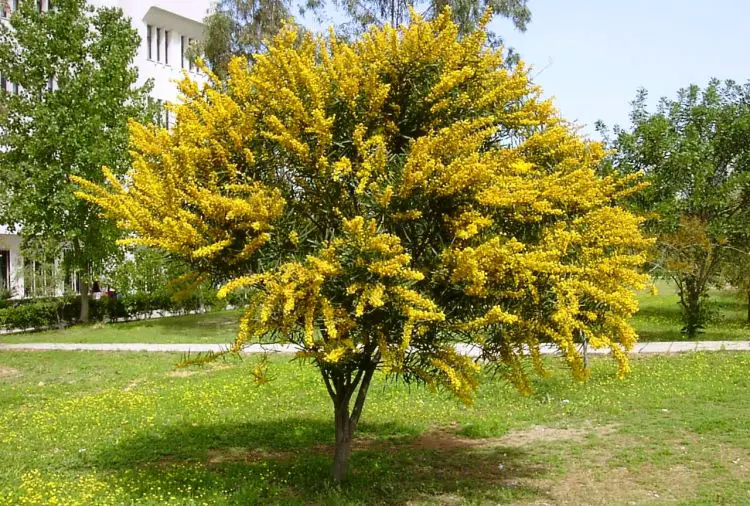 Acacia, los mejores árboles de sombra