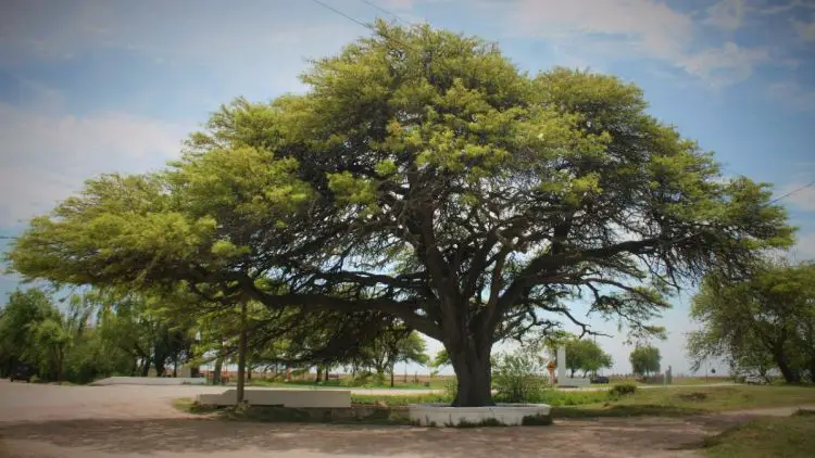 Algarrobo, los mejores árboles de sombra