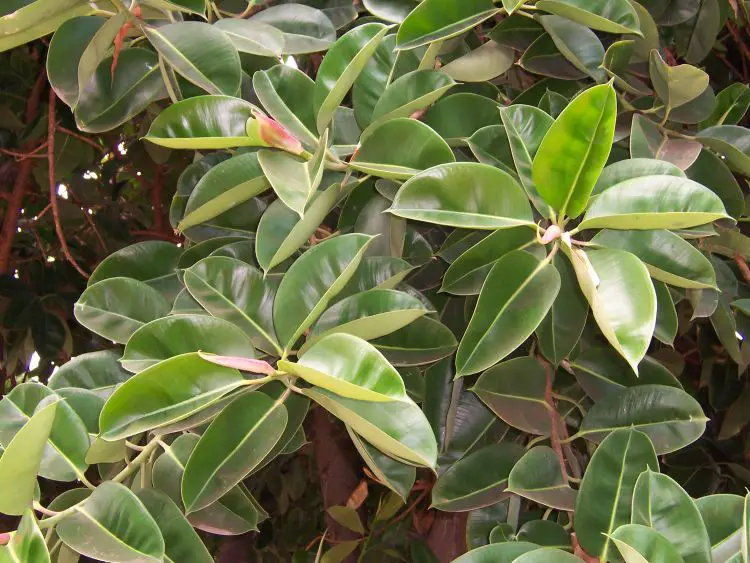 Árbol del caucho, Ficus de Panamá