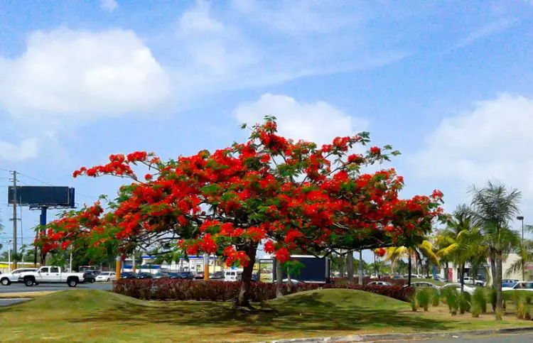 Flamboyan, los mejores árboles de sombra