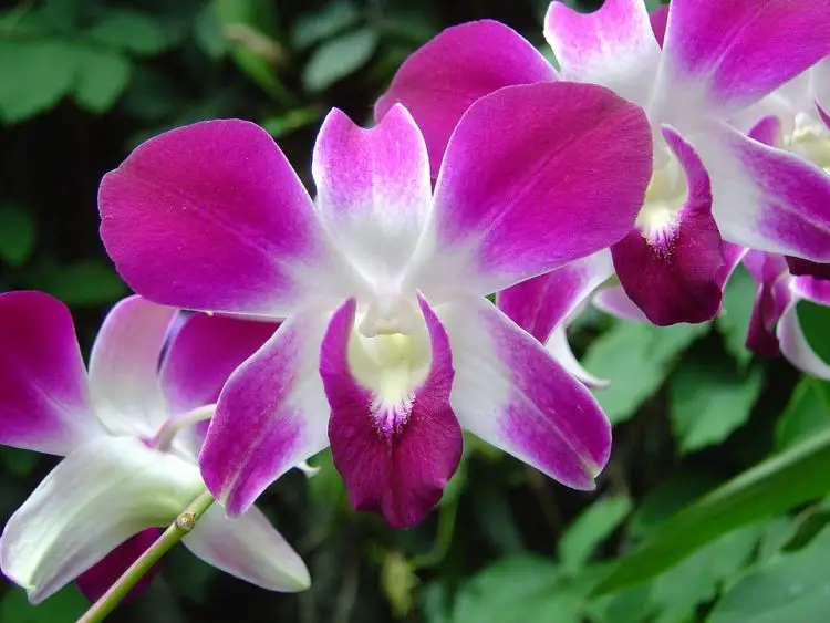 Tipos de orquídeas