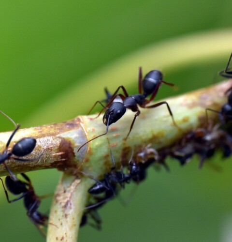 Consejos para eliminar las hormigas del jardín