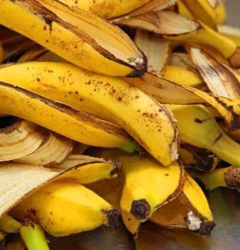 Fertilizante orgánico con cáscara de plátano o banana