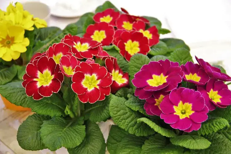 Plantas Ornamentales para decorar tu Casa y Jardín ¡Te encantarán!