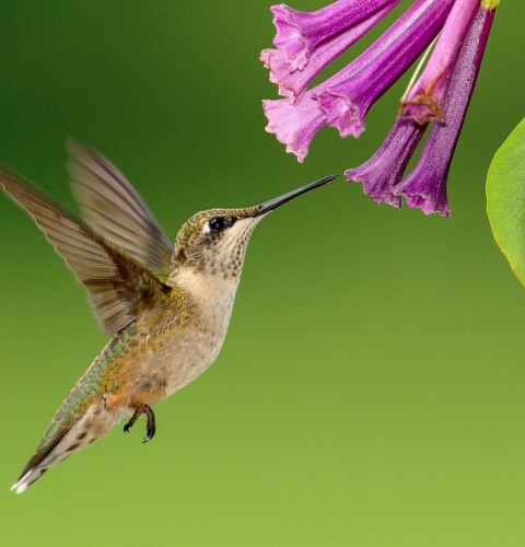 Plantas que atraen colibríes, mariposas y abejas