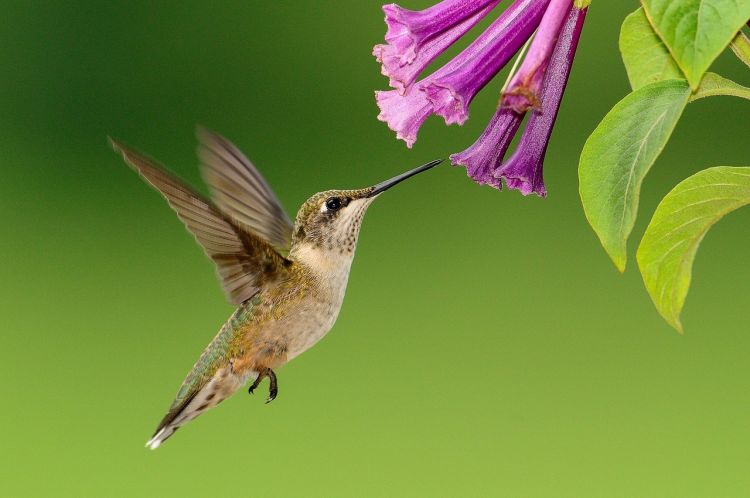 Plantas que atraen colibries, mariposas y abejas