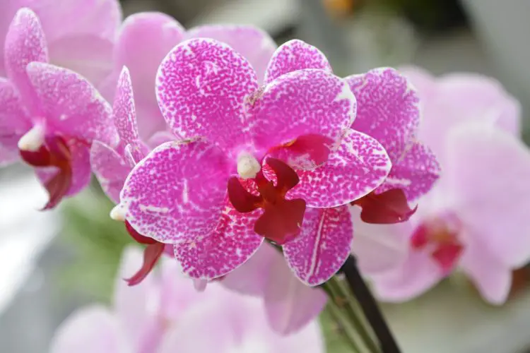 ¿Por qué no florecen las orquídeas?
