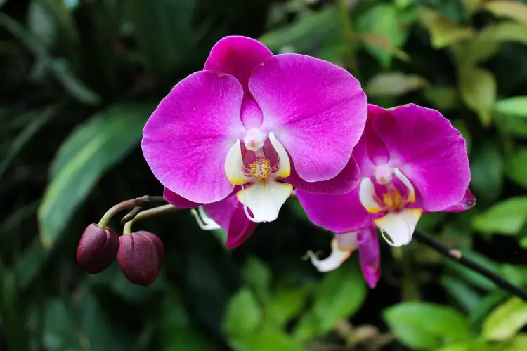 Por qué no florecen las orquídeas