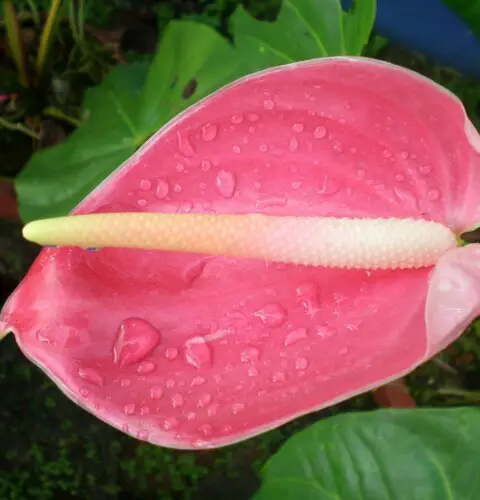 Anturio rosa, significado e imágenes de esta hermosa flor