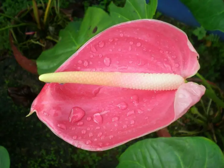 Anturio rosa, significado e imágenes de esta hermosa flor