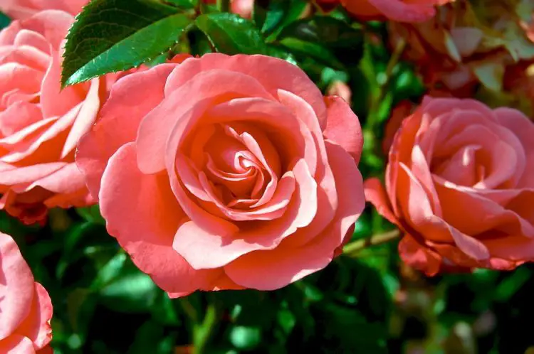 arbusto ornamental rosal