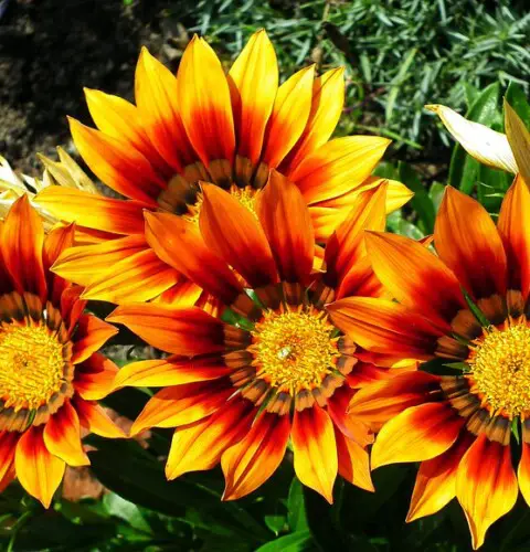 12 Imágenes de flores hermosas fáciles de cuidar en la casa y el jardín