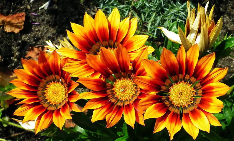 12 Flores Bonitas Faciles De Cuidar En La Casa Y El Jardin