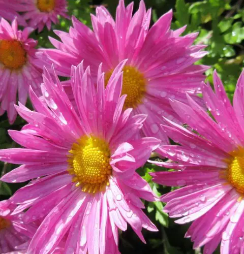 10 Flores ornamentales para darle un toque de color a tu casa y jardín