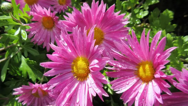 10 Flores ornamentales para darle un toque de color a tu casa