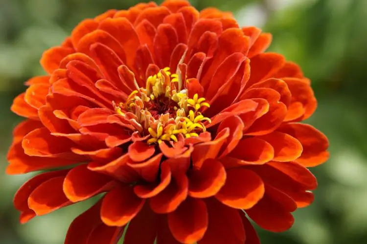 Zinnia flor, flor muy apreciada en jardinería