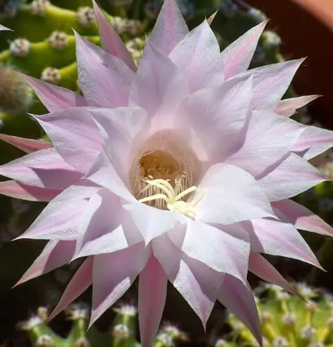 Cuidados de Echinopsis oxygona, un cactus de hermosas flores