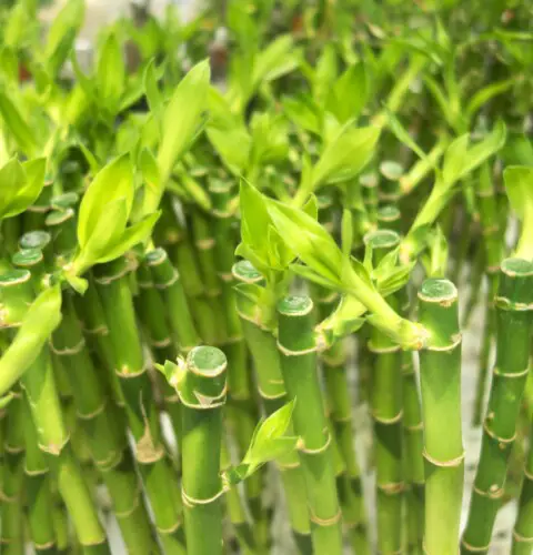 10 consejos para cuidar el bambú de la suerte