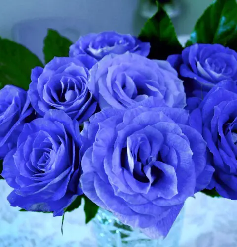 Rosas azules naturales, origen y simbolismo